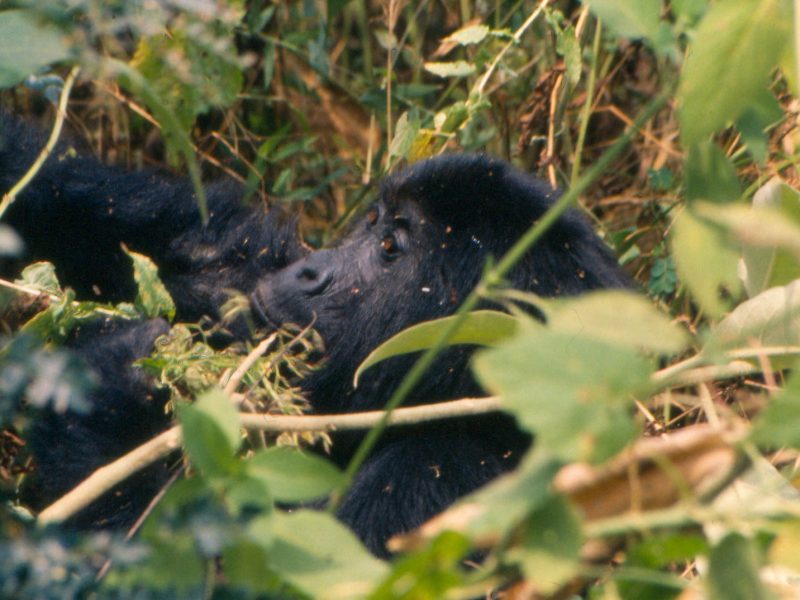 Gorillas & Game