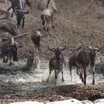 The Great Migration Experience