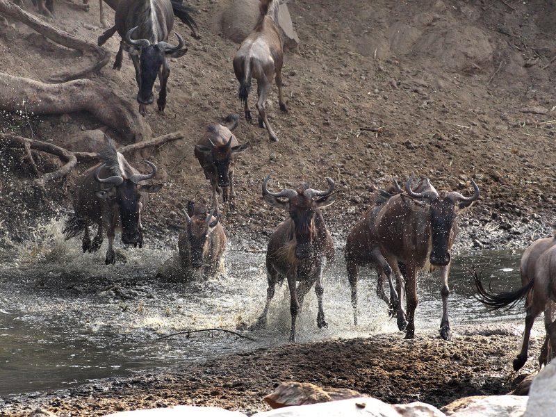 The Great Migration Experience